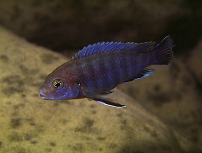 Labidochromis ianthinus 'Mbenji Island'